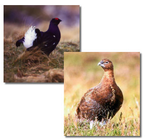 Images of red grouse and black grouse