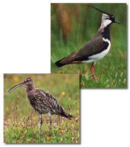 Images of Lapwing and Peewit