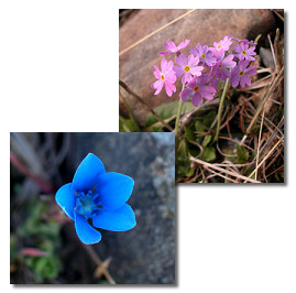 Image of blue gentian and birds eye primrose